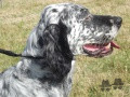 Setter Anglais FAYDO DU VAL CLAIR